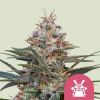 Shogun Feminised Cannabis Seeds | Royal Queen Seeds.