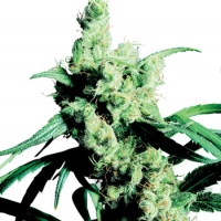 Silver Haze Feminised Cannabis Seeds | Sensi Seeds