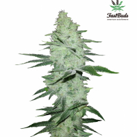 Six Shooter Auto Feminised Cannabis Seeds | Fast Buds