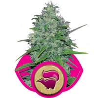 Skunk XL Feminised Cannabis Seeds | Royal Queen Seeds 