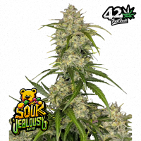 Sour Jealousy Auto Feminised Cannabis Seeds | Fast Buds