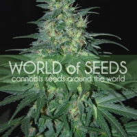 South African Kwazulu Feminised Cannabis Seeds | World of Seeds