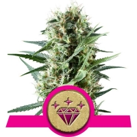 Special Kush #1 Feminised Cannabis Seeds | Royal Queen Seeds