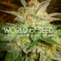 Star 47 Feminised Cannabis Seeds | World of Seeds