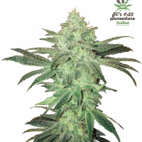 Stardawg Auto Feminised Cannabis Seeds | Fast Buds