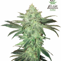 Stardawg Feminised Cannabis Seeds | Fast Buds
