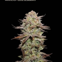 Superior Sticky Fingers Auto Feminised Cannabis Seeds | Seed Stockers