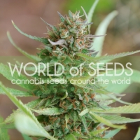 Strawberry Blue Feminised Cannabis Seeds | World of Seeds