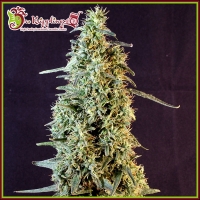 Strawberry Banana Whip Auto Feminised Cannabis Seeds | Dr Krippling. 