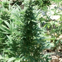Buddha Haze Automatic Feminised Cannabis Seeds | Big Buddha Seeds