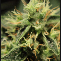 Super Bud Feminised Cannabis Seeds | Green House Seeds