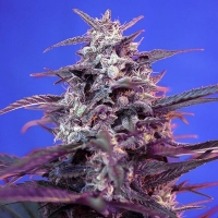 Bloody Skunk Auto Feminised Cannabis Seeds | Sweet Seeds.