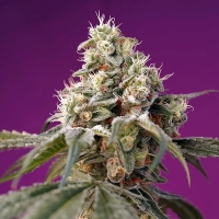 Bruce Banner Auto Feminised Cannabis Seeds | Sweet Seeds.