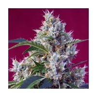 Indigo Berry Kush Feminised Cannabis Seeds | Sweet Seeds.