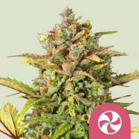Sweet ZZ Feminised Cannabis Seeds | Royal Queen Seeds.