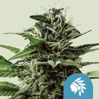 Tatanka Pure CBD Feminised Cannabis Seeds | Royal Queen Seeds.
