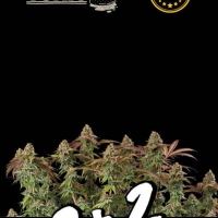 Superior Terp Tonic Feminised Cannabis Seeds | Seed Stockers.