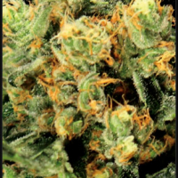 The Church Feminised Cannabis Seeds | Green House Seeds 
