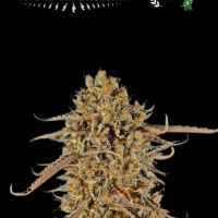 Superior Thunder Banana Feminised Cannabis Seeds | Seed Stockers