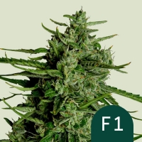Titan F1 Auto Feminised Cannabis Seeds | Royal Queen Seeds.