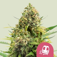 Trainwreck Auto Feminised Cannabis Seeds | Royal Queen Seeds.