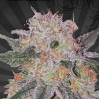 Trans Siberian Auto flowering Feminised Cannabis Seeds | Auto Seeds 