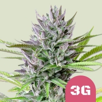 Triple G Feminised Cannabis Seeds | Royal Queen Seeds.