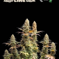 Superior Triton Biscotto Lime Auto Feminised Cannabis Seeds | Seed Stockers