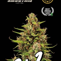 Superior Tropical Zmoothie Feminised Cannabis Seeds | Seed Stockers