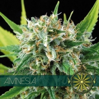 Amnesia Feminised Cannabis Seeds | Vision Seeds