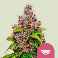 Watermelon Feminised Cannabis Seeds | Royal Queen Seeds.