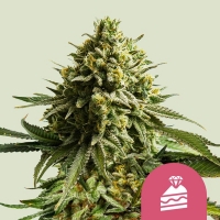 Wedding Cake Auto Feminised Cannabis Seeds | Royal Queen Seeds.