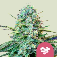 Wedding Crasher Feminised Cannabis Seeds | Royal Queen Seeds.
