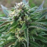 Advanced Seeds White Kush Feminised Cannabis Seeds