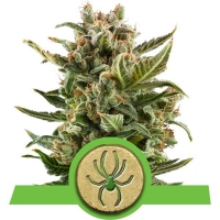 White Widow Auto Feminised Cannabis Seeds | Royal Queen Seeds