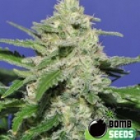 Widow Bomb Regular Cannabis Seeds | Bomb Seeds