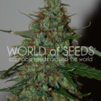 Wild Thailand Feminised Cannabis Seeds | World of Seeds