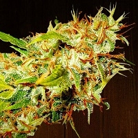 Zamaldelica Regular Cannabis Seeds | Ace Seeds