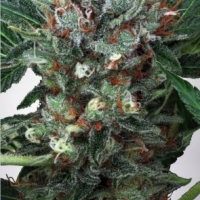 Zensation Feminised Cannabis Seeds | Ministry of Cannabis