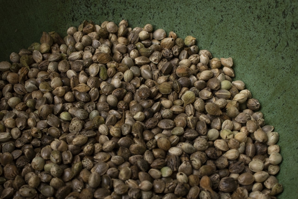 Cannabis Seeds Sold Online: Monthly Discounts and Free Seeds with Every Order.